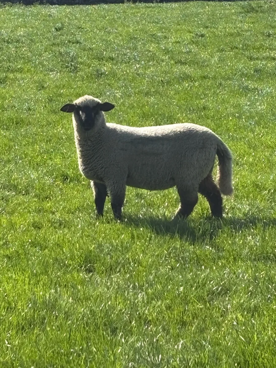 Pedigree Schwarkopf ewe lambs - Image 1