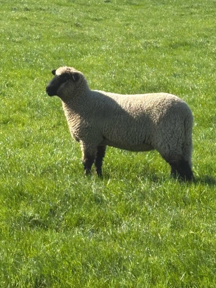 Pedigree Schwarkopf ewe lambs - Image 2