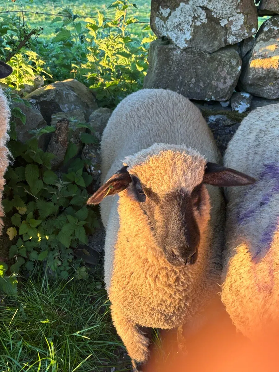Pedigree Schwarkopf ewe lambs - Image 3