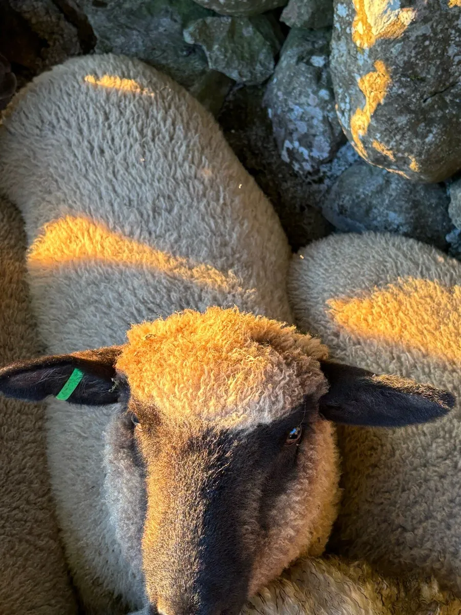 Pedigree Schwarkopf ewe lambs - Image 4
