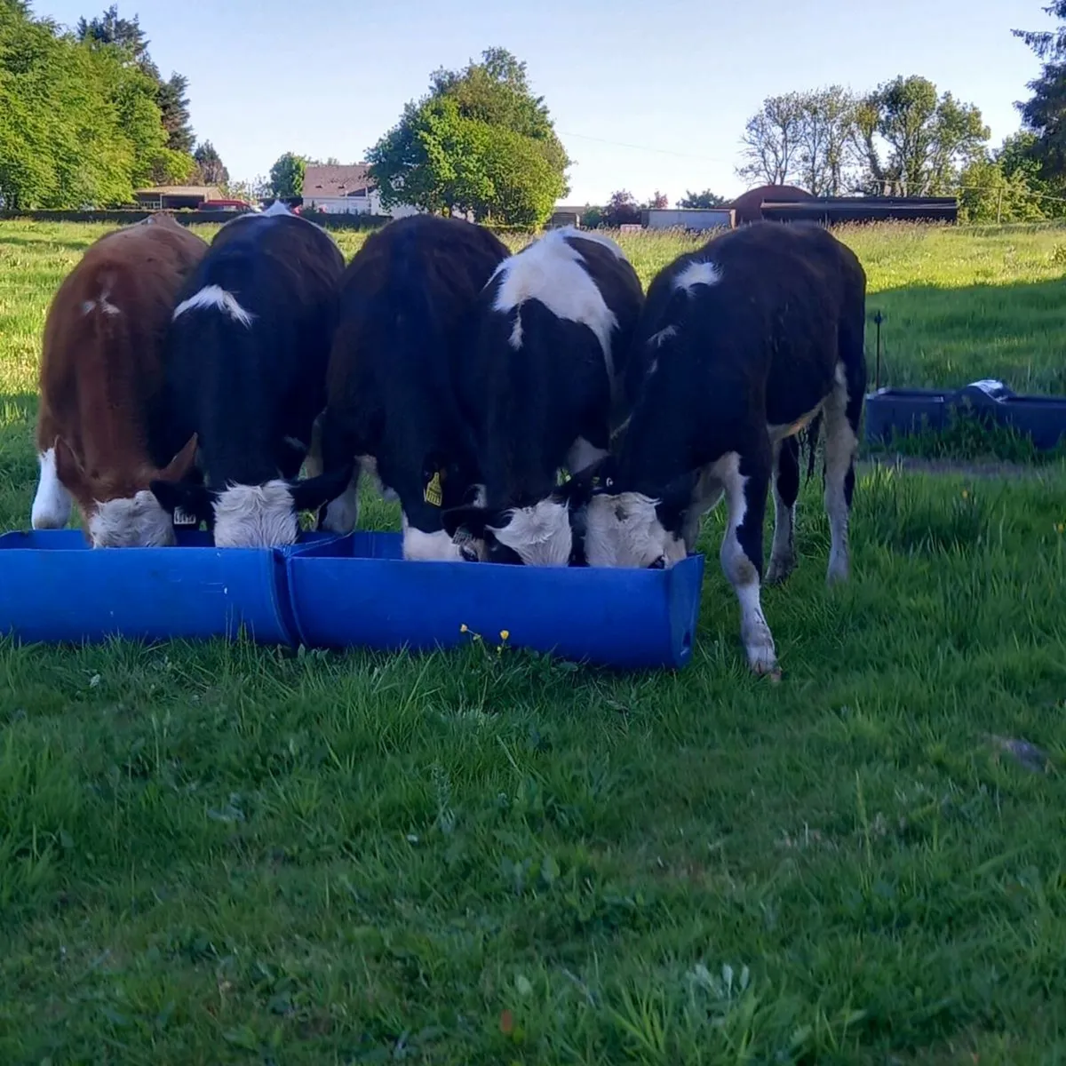 5 top quality yearling bullocks - Image 1