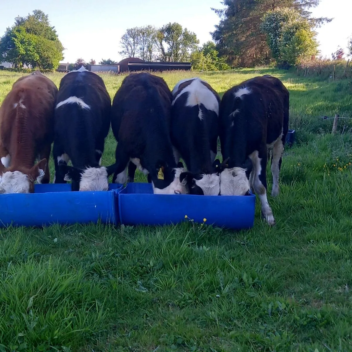 5 top quality yearling bullocks - Image 2
