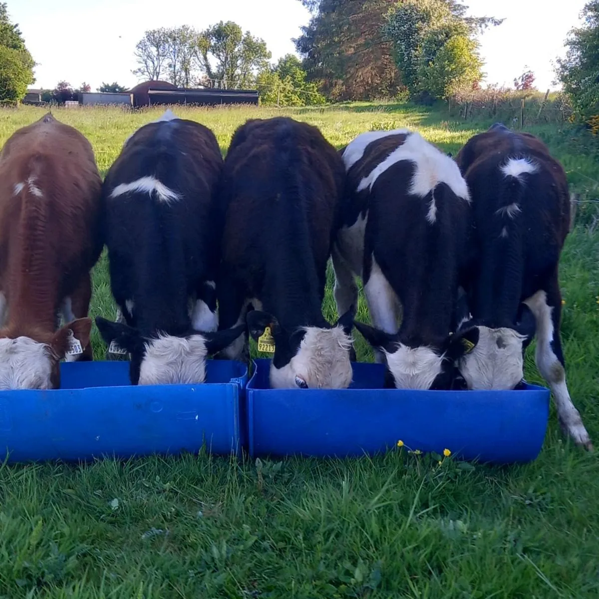 5 top quality yearling bullocks - Image 3
