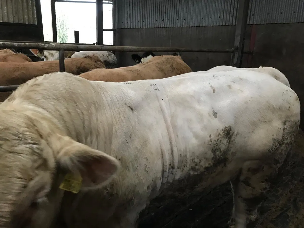 Purebred Charolais bull - Image 3
