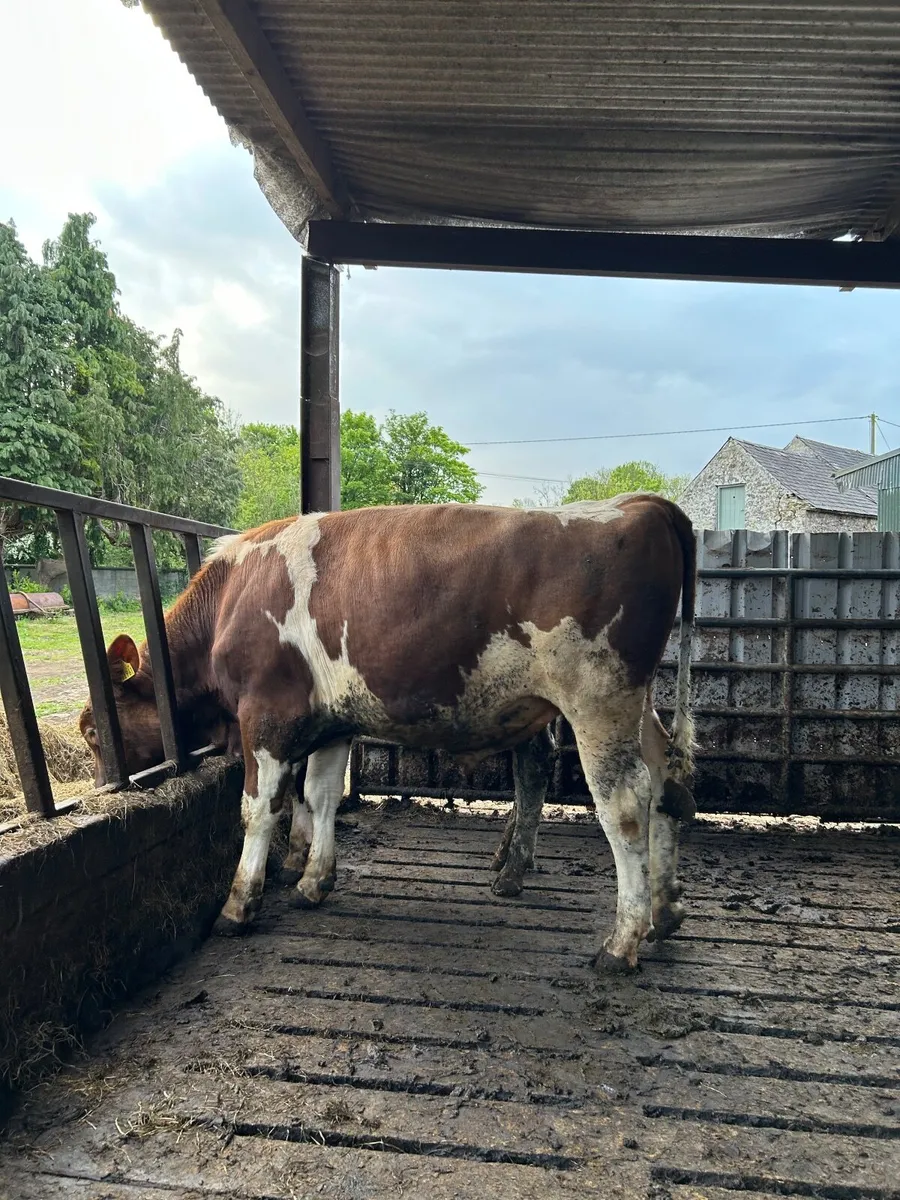 Friesian bull - Image 1