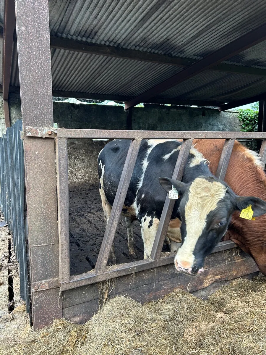 Friesian bull - Image 2