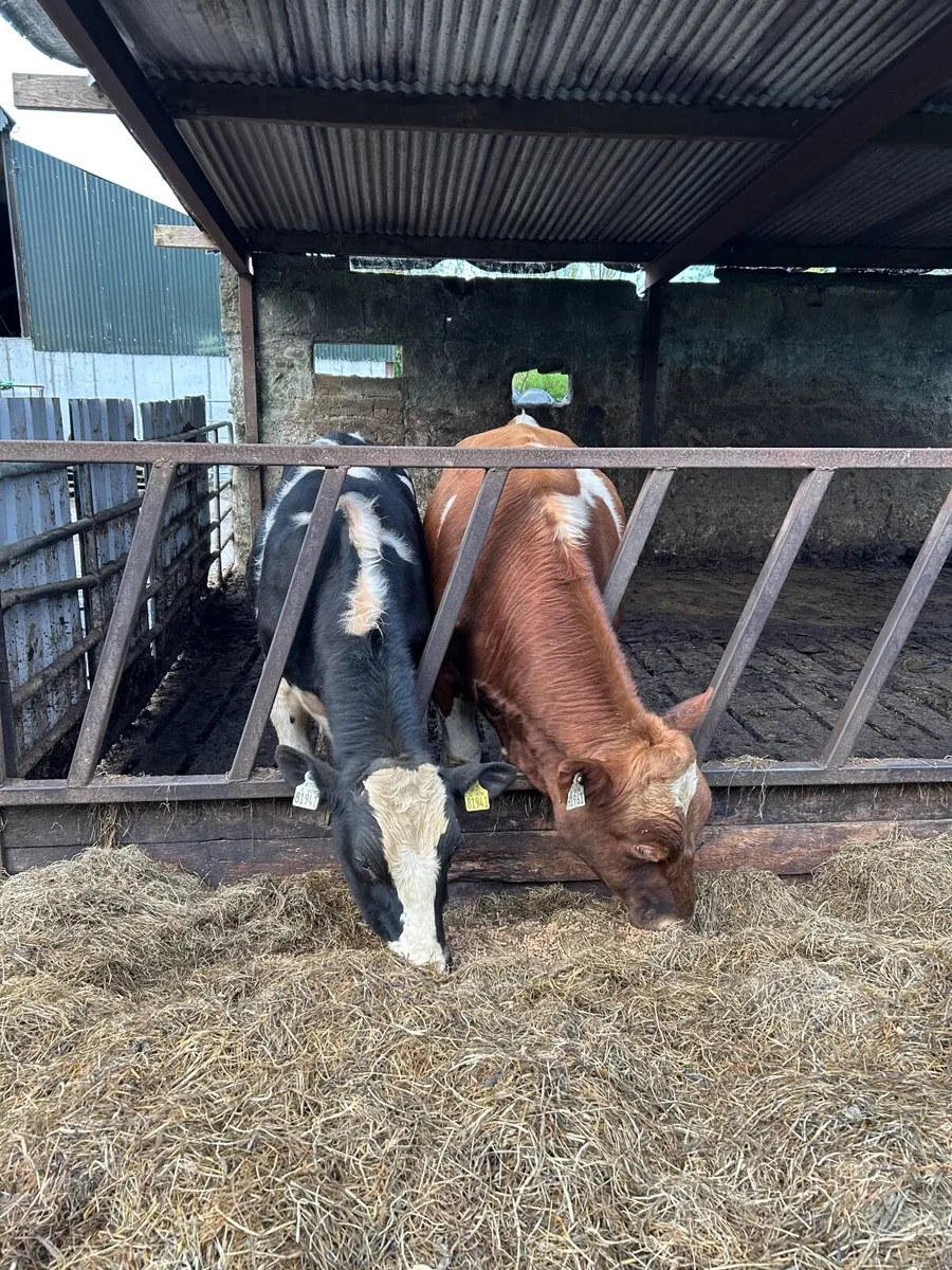 Friesian bull - Image 3
