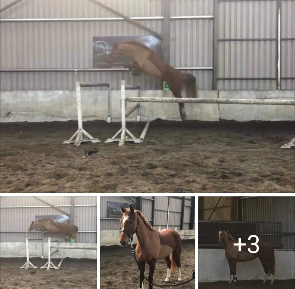 Two top class showjumping broodmares - Image 2