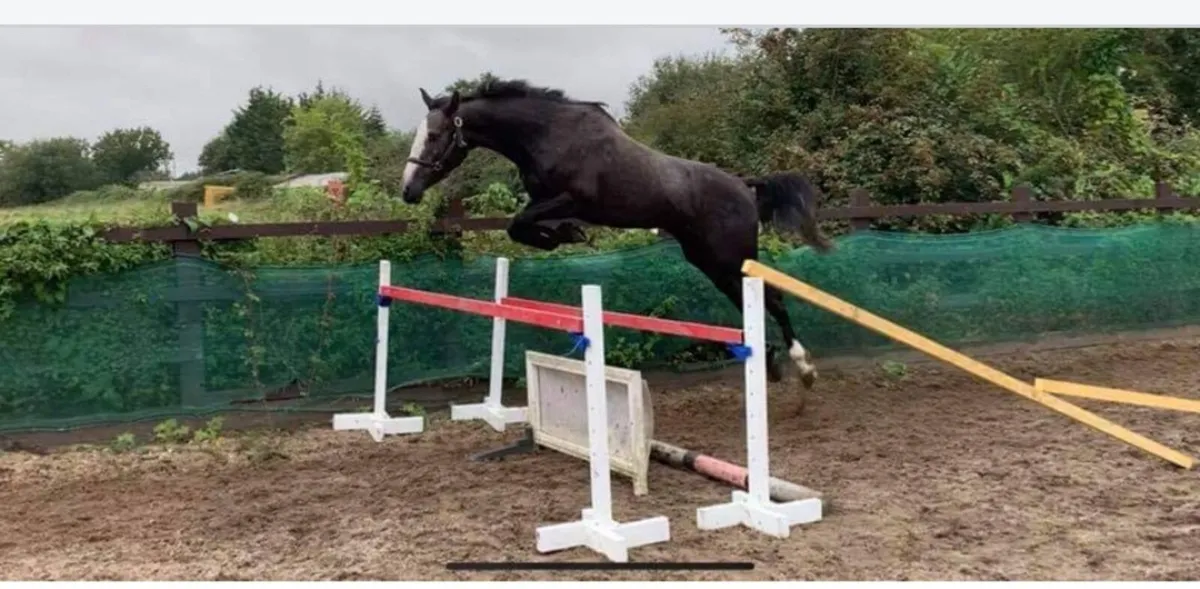 Two top class showjumping broodmares - Image 3
