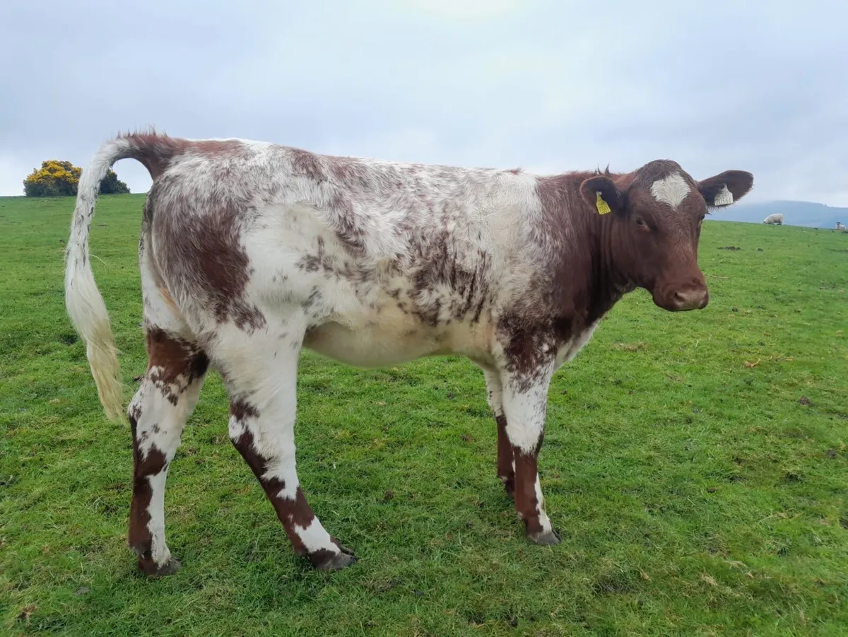 PBR shorthorn heifer - Image 1