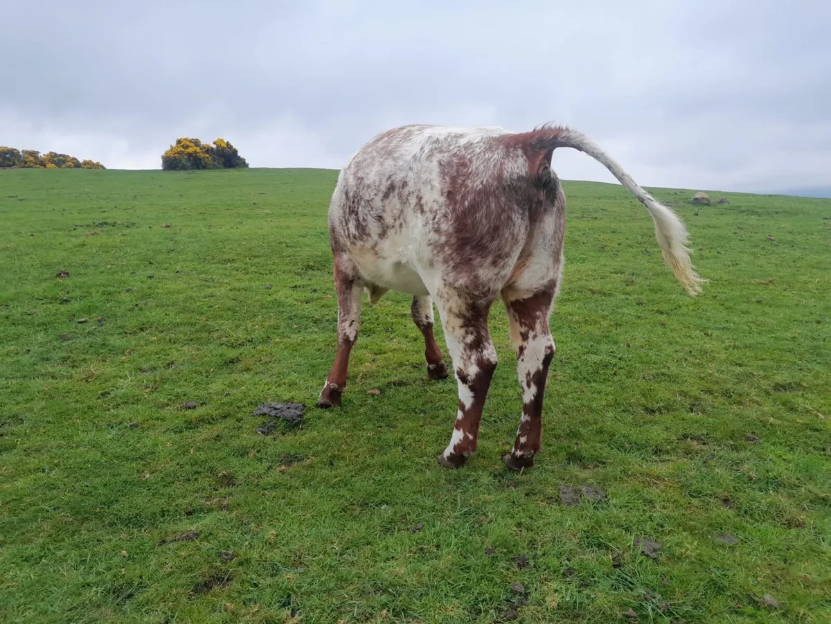 PBR shorthorn heifer - Image 2
