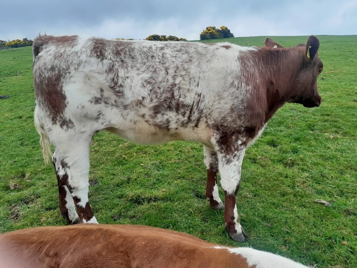 PBR shorthorn heifer - Image 3