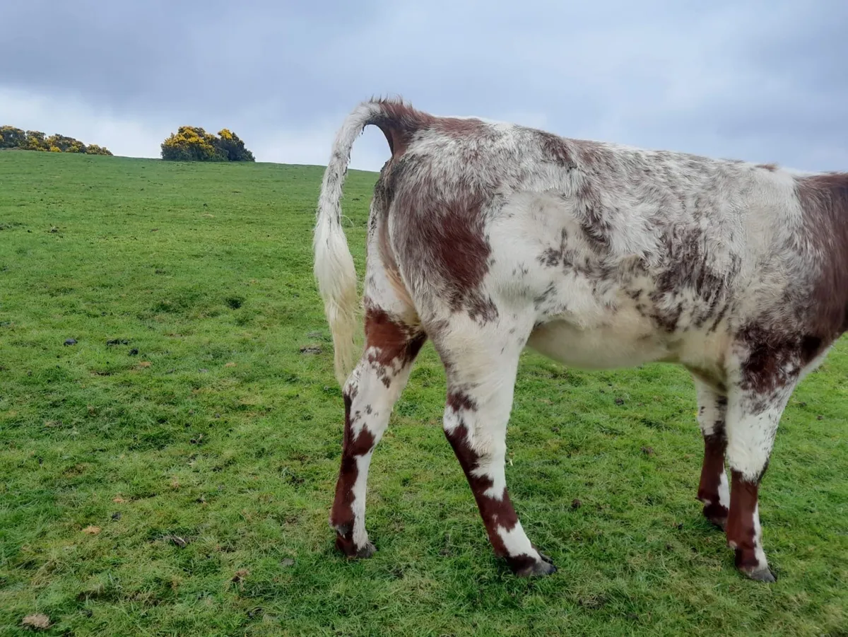 PBR shorthorn heifer - Image 4