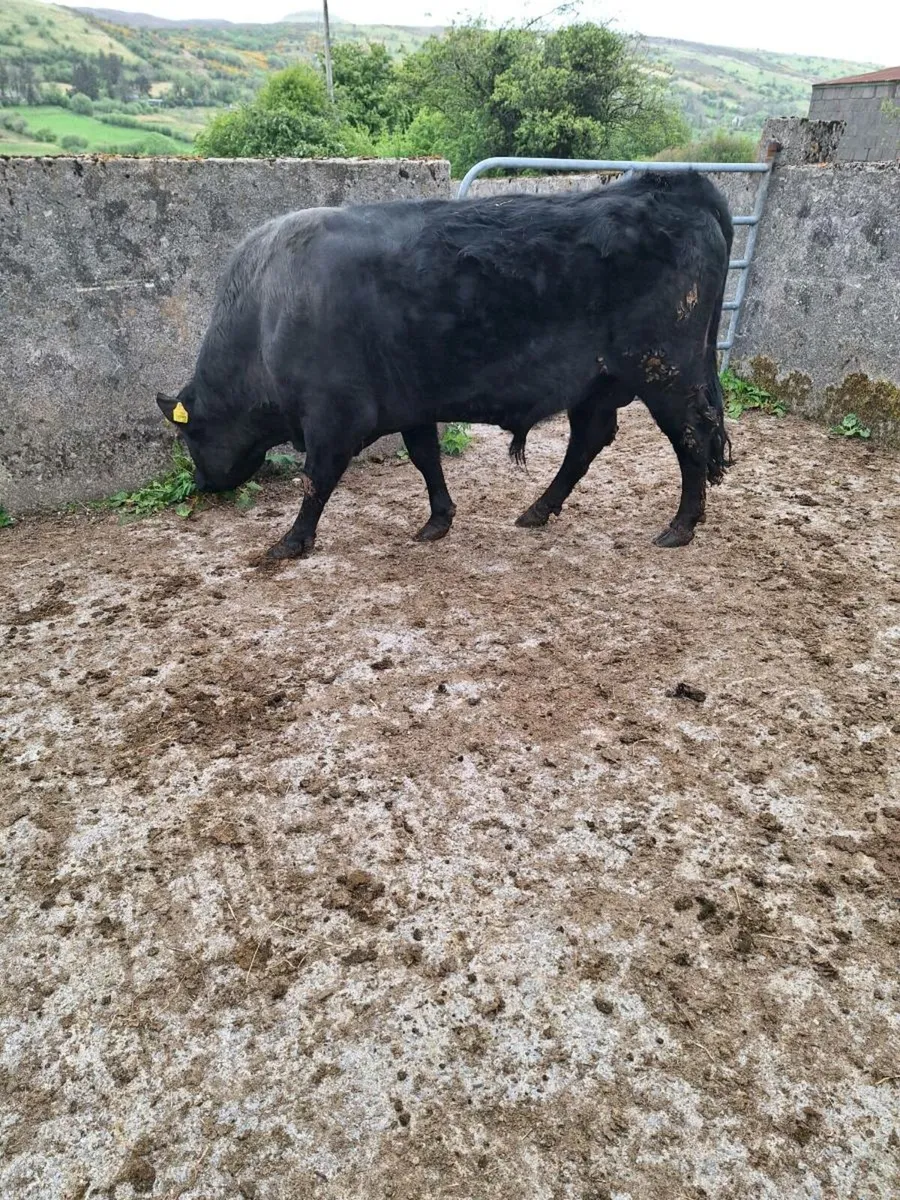 Bull - Image 1