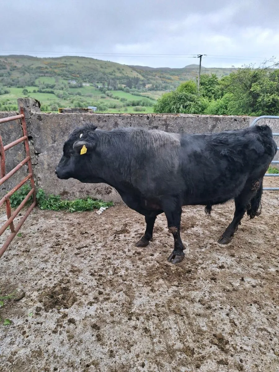 Bull - Image 2