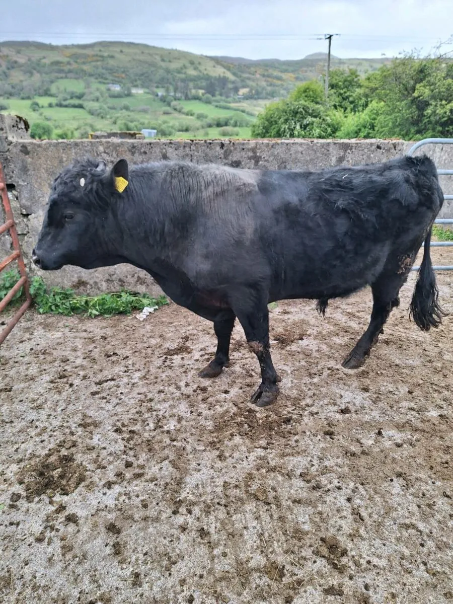Bull - Image 3
