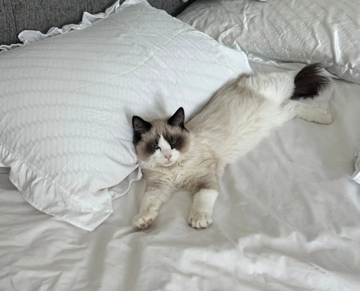 Cat - Image 1