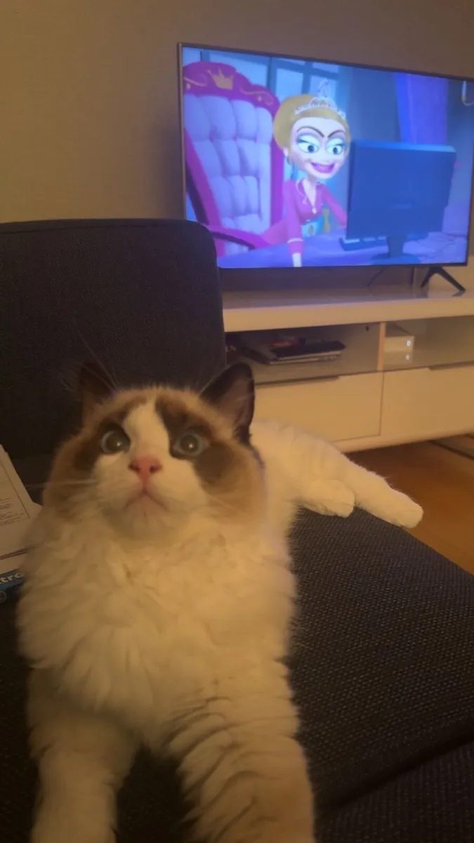 Cat - Image 2