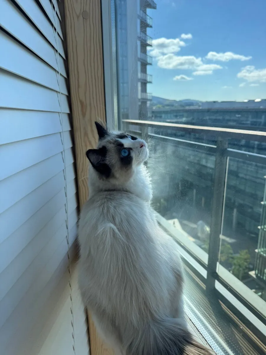 Cat - Image 3