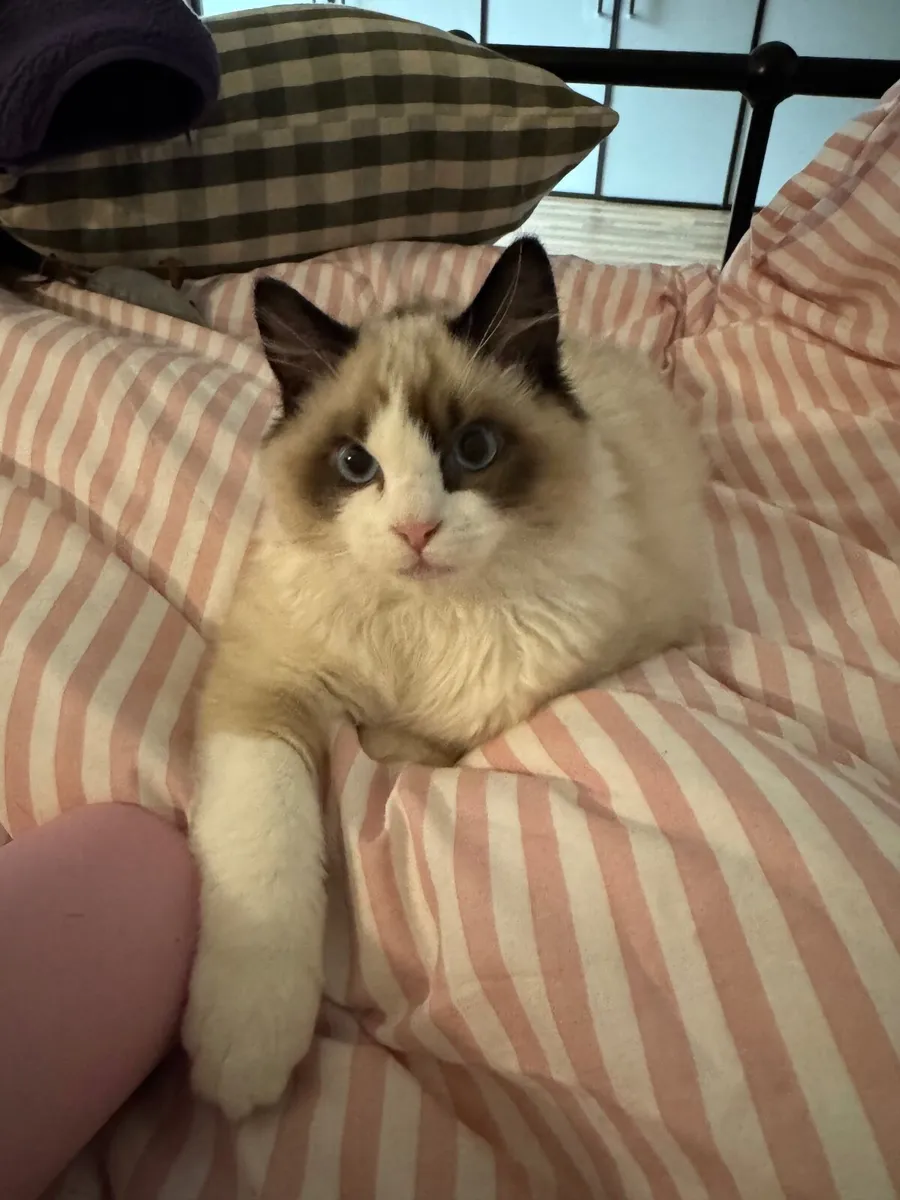 Cat - Image 4