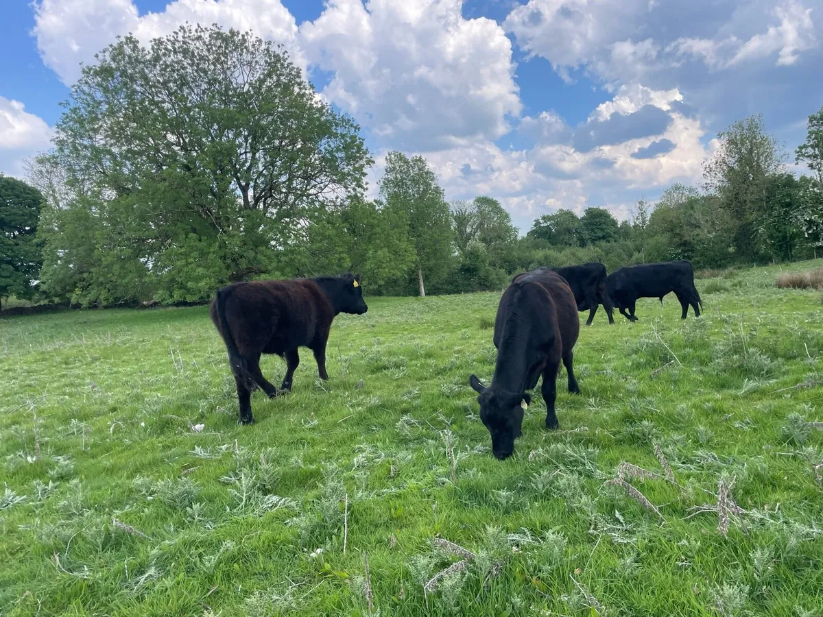 4 fully organic AA Bullocks 2yr olds Gort mart - Image 2
