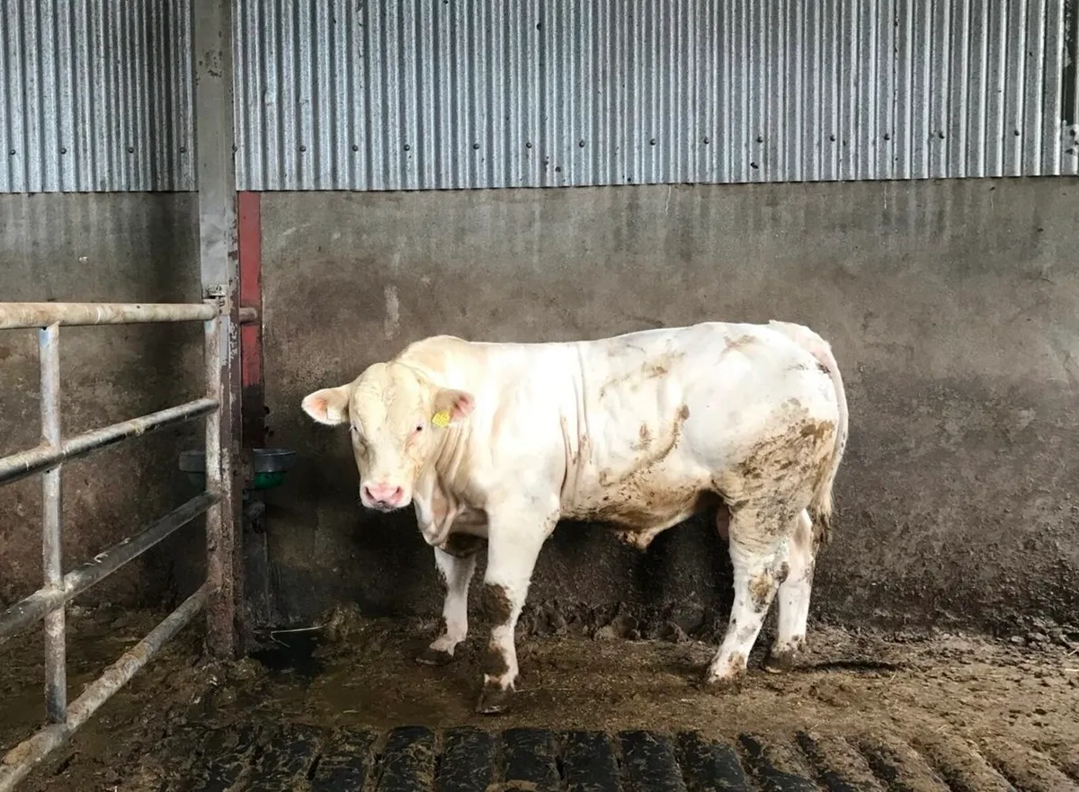 Purebred Charolais bull - Image 1