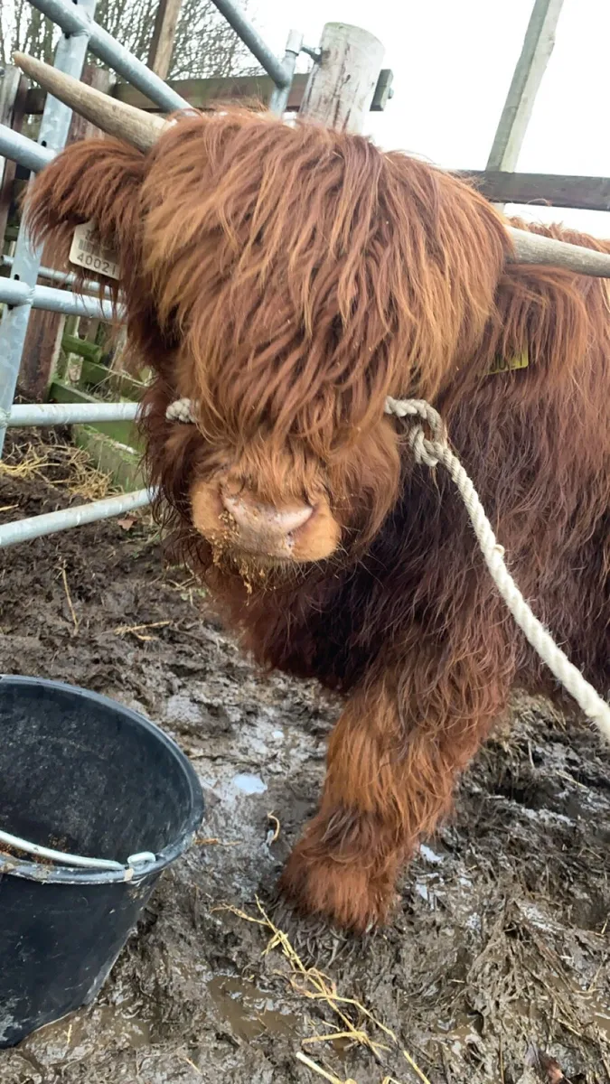 Purebred Highland bull - Image 2