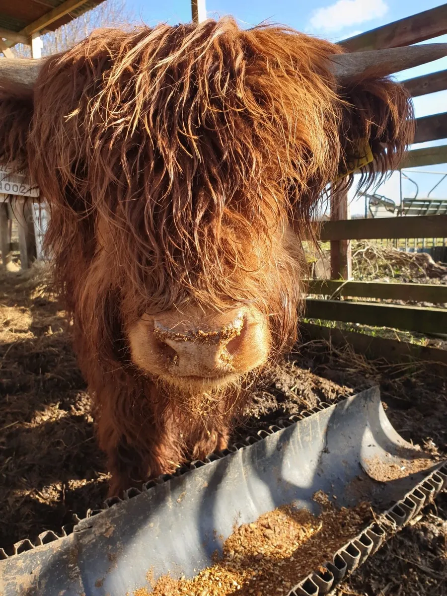 Purebred Highland bull - Image 3