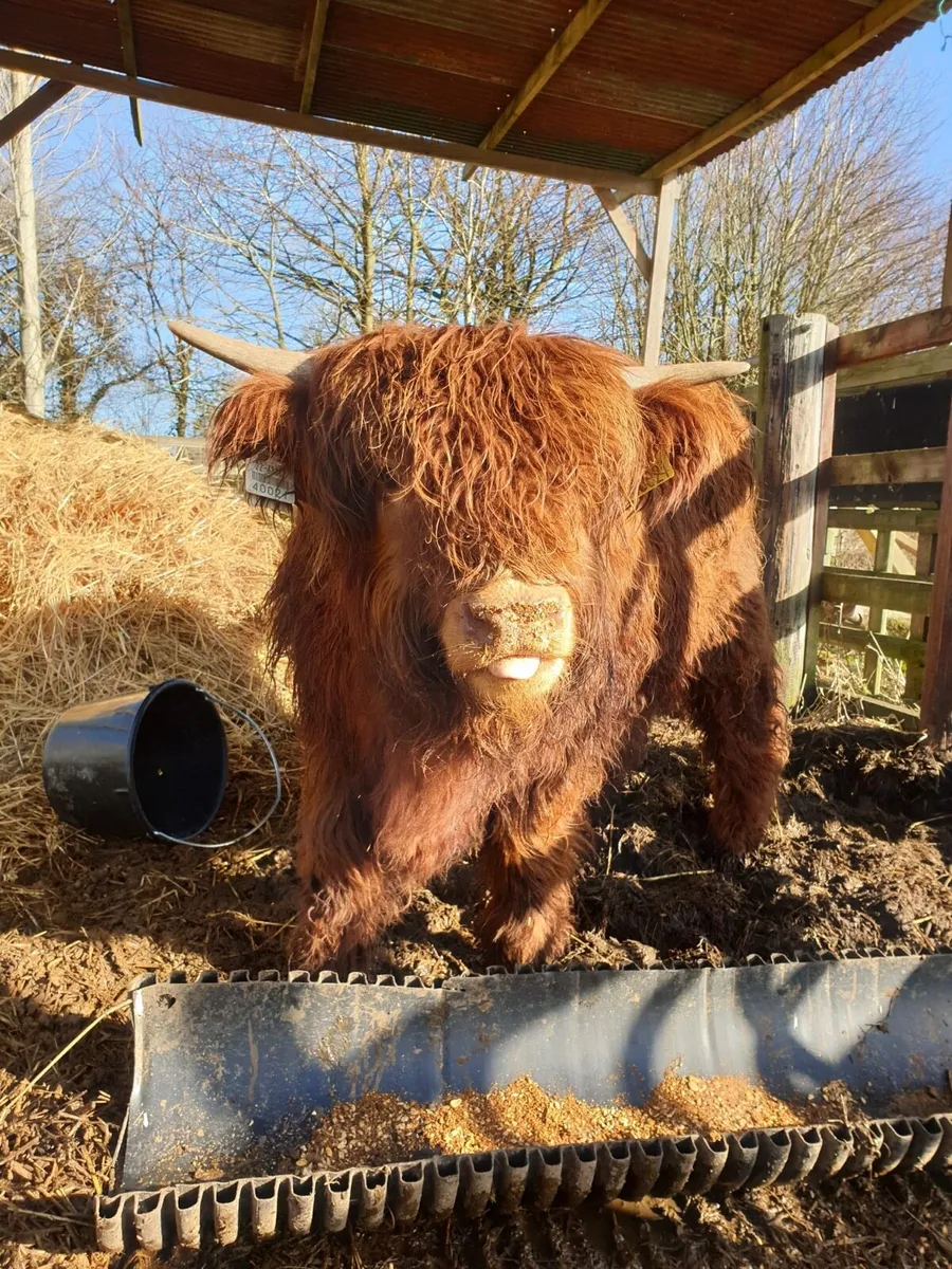 Purebred Highland bull - Image 4