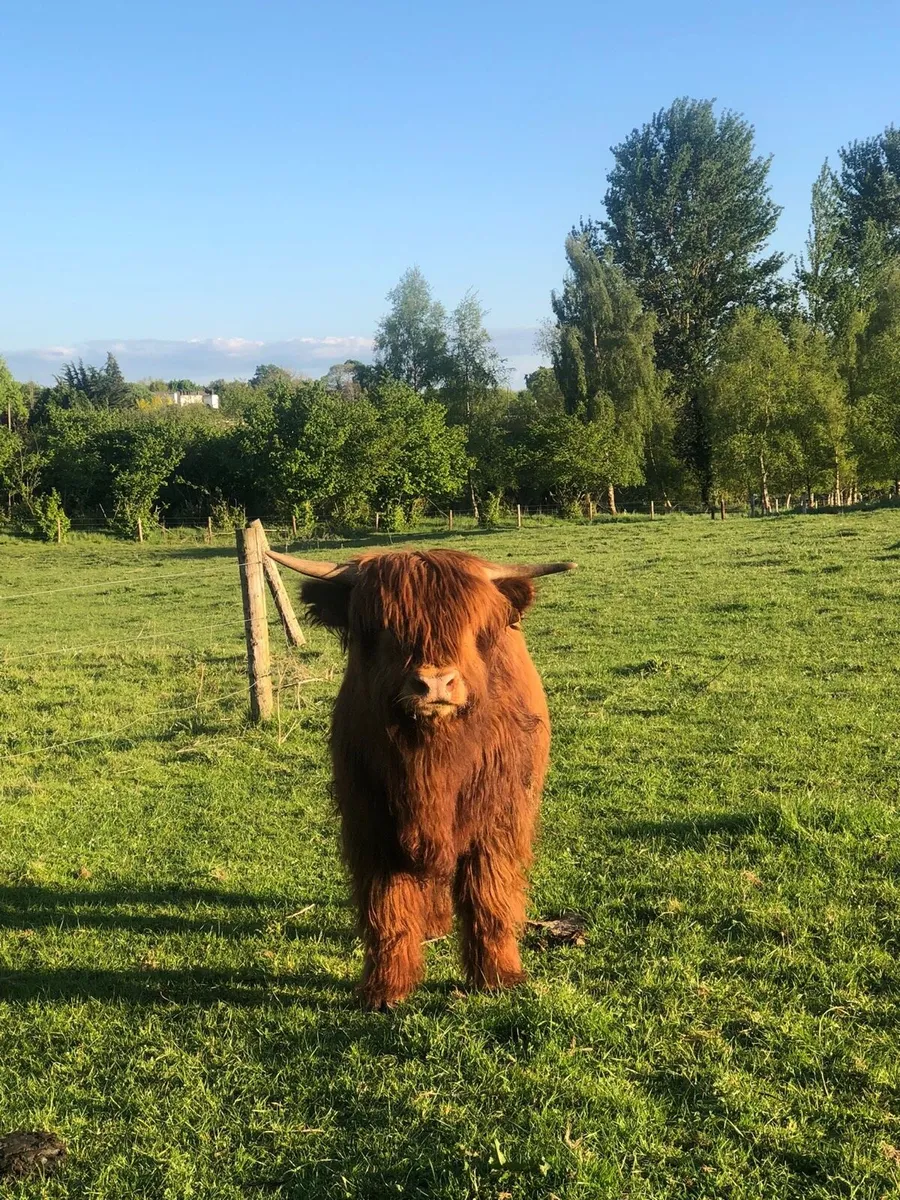 Purebred Highland bull - Image 1