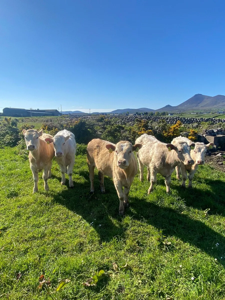 Charolais Store heifers - Image 1