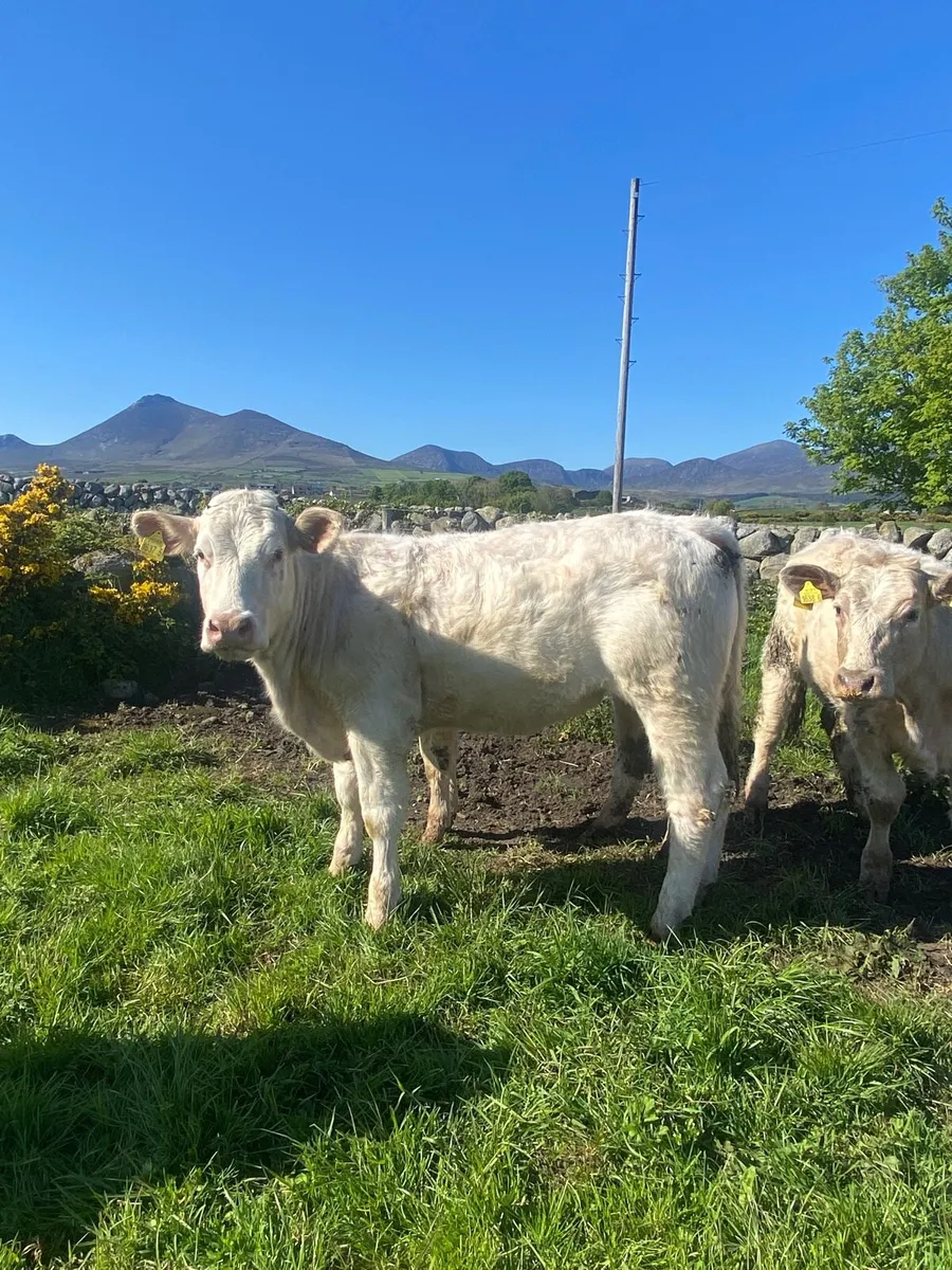 Charolais Store heifers - Image 2