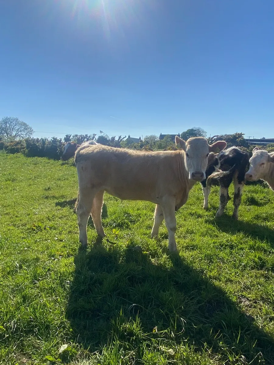 Charolais Store heifers - Image 3
