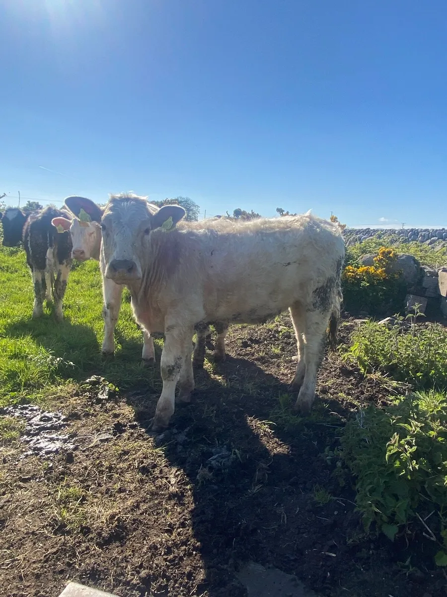 Charolais Store heifers - Image 4