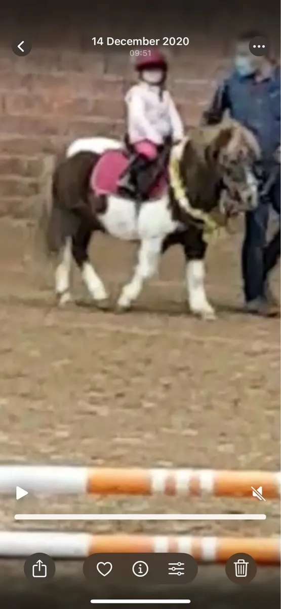 Pony - Image 1