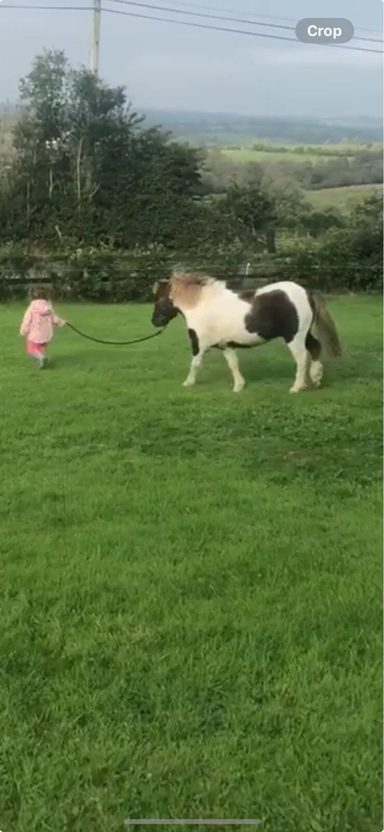Pony - Image 3