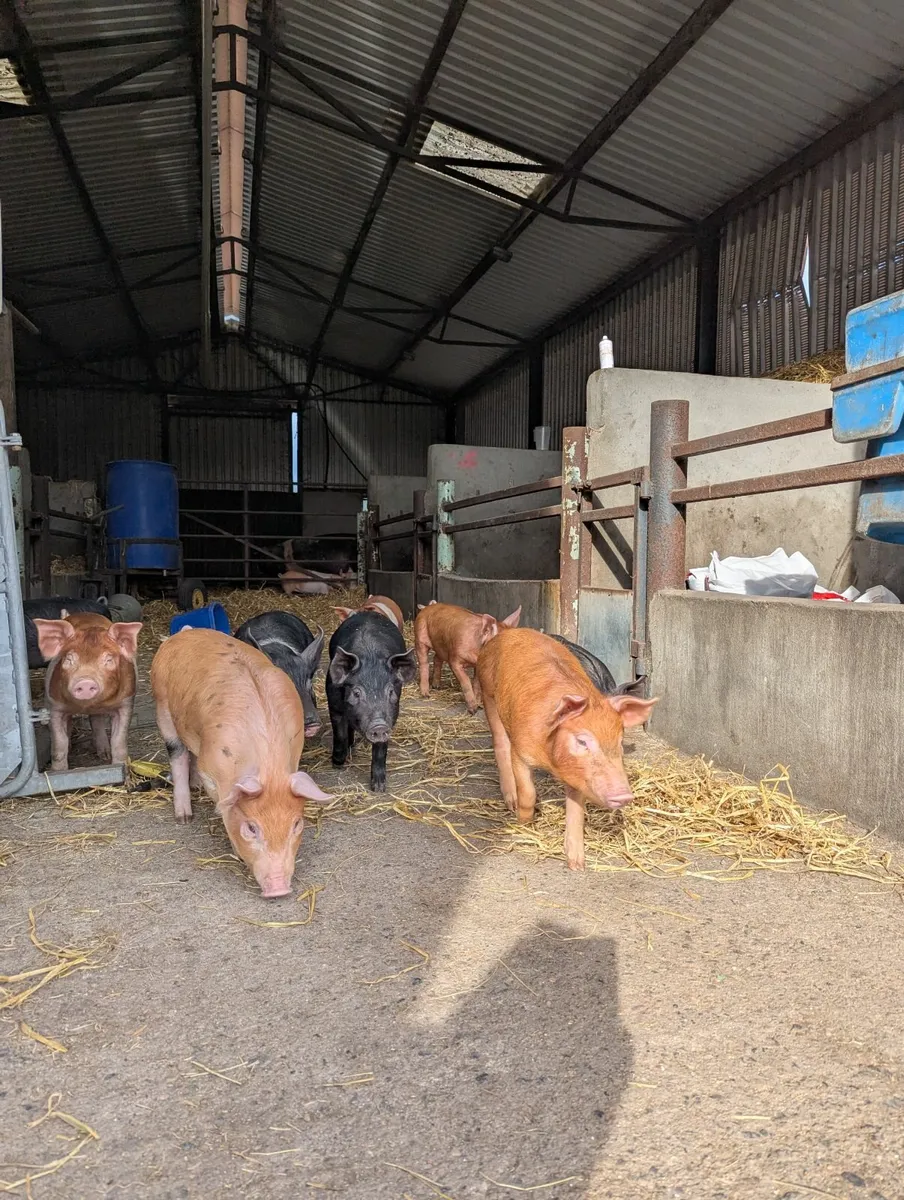 Pigs for sales - Image 1