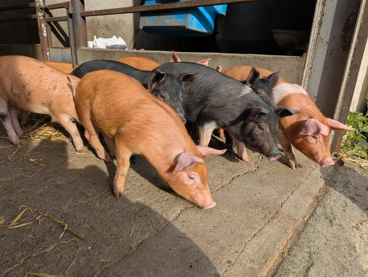 Pigs for sales - Image 2