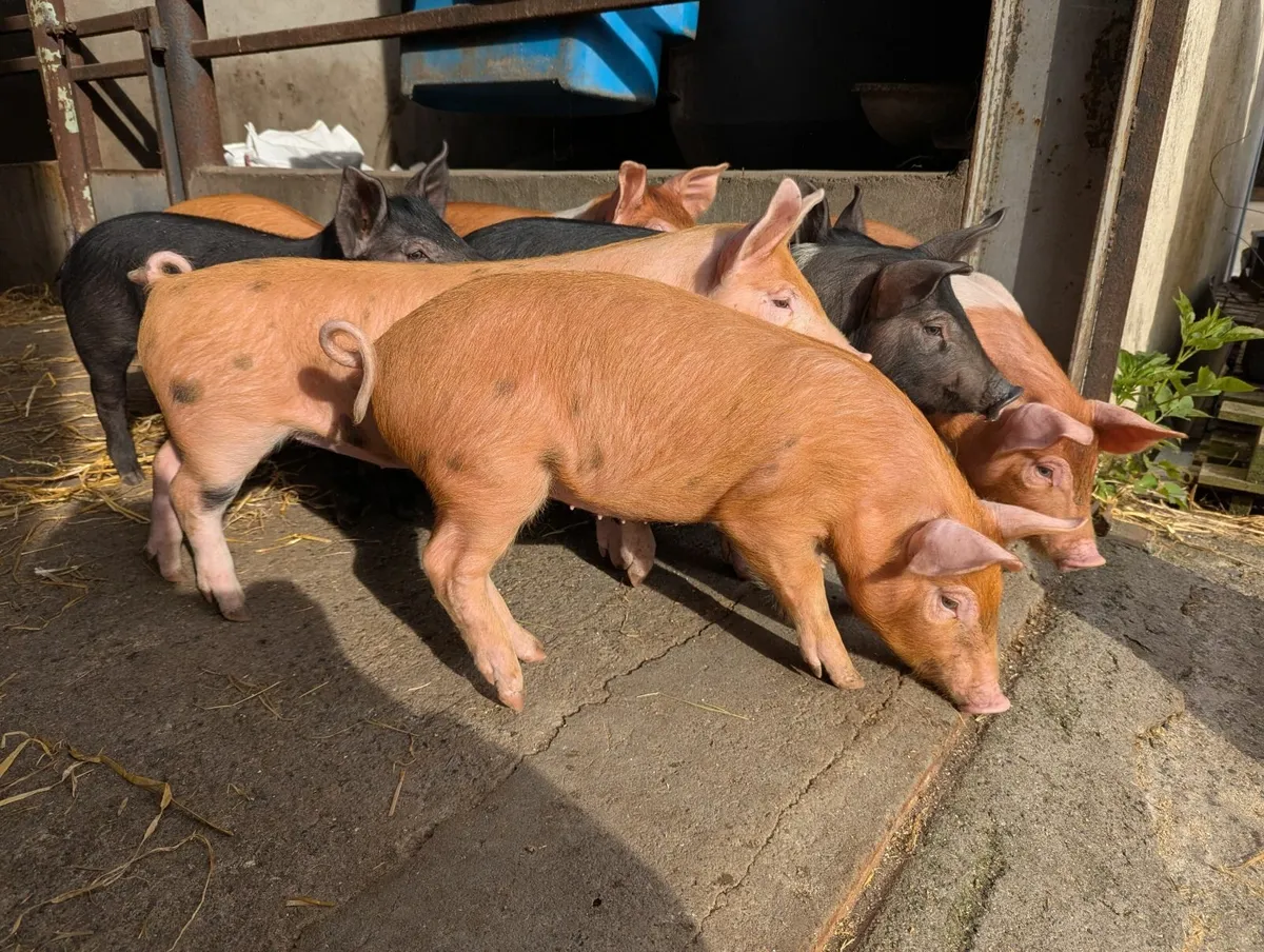 Pigs for sales - Image 3