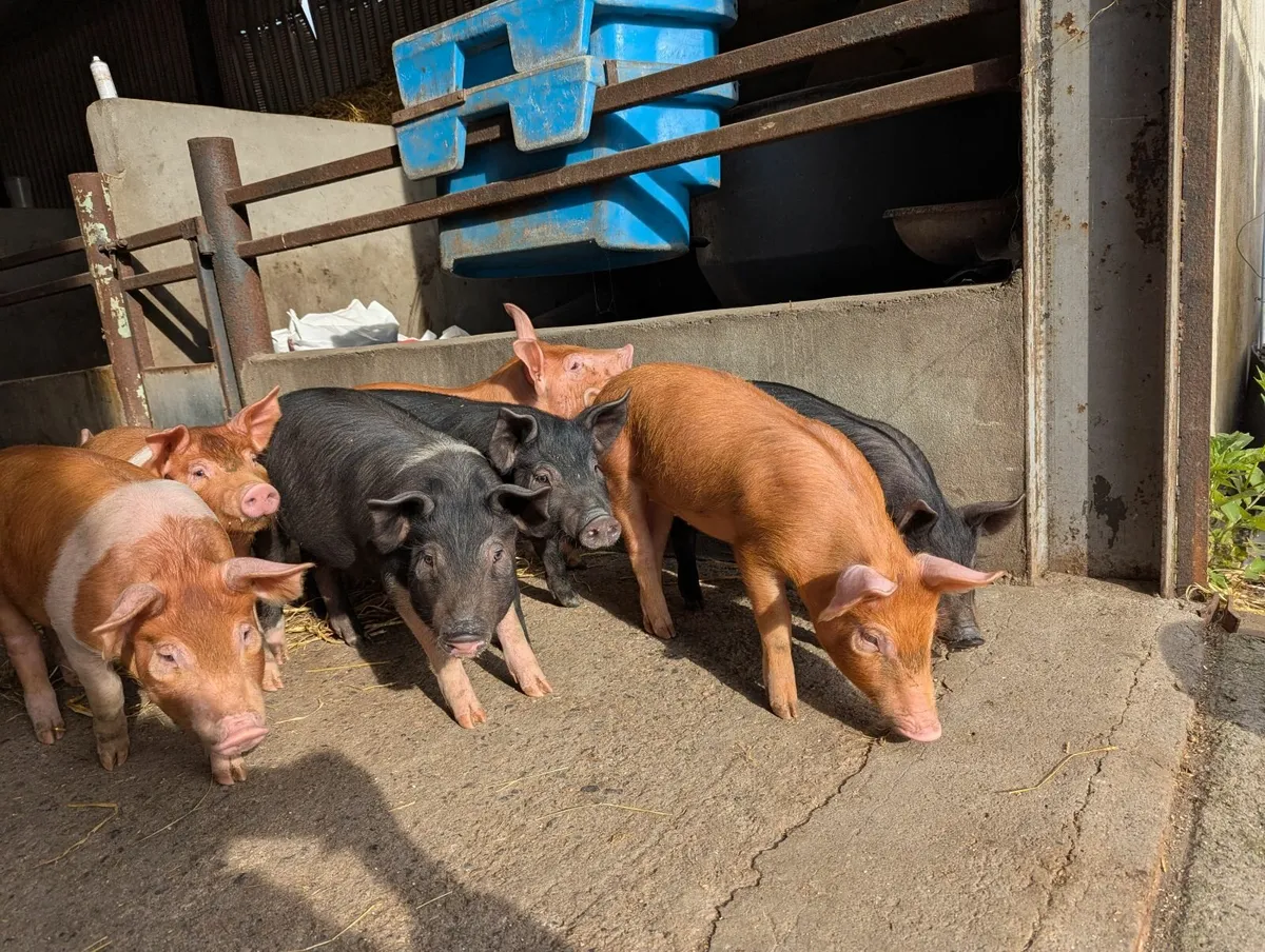 Pigs for sales - Image 4