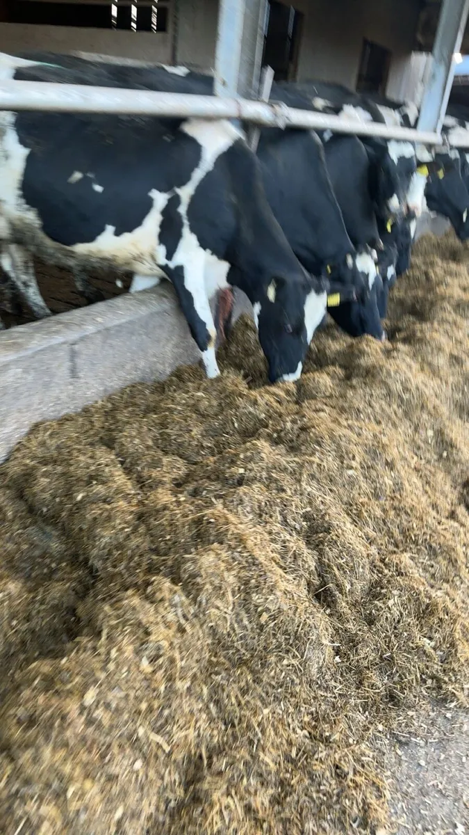 Weekend milker available