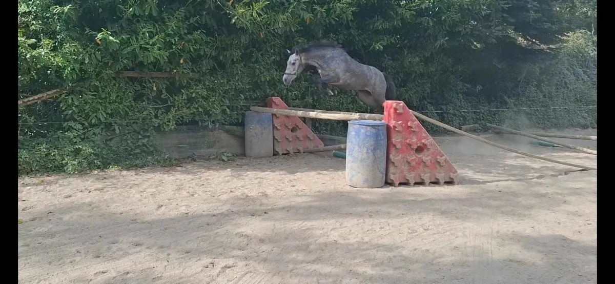 Horse - Image 1