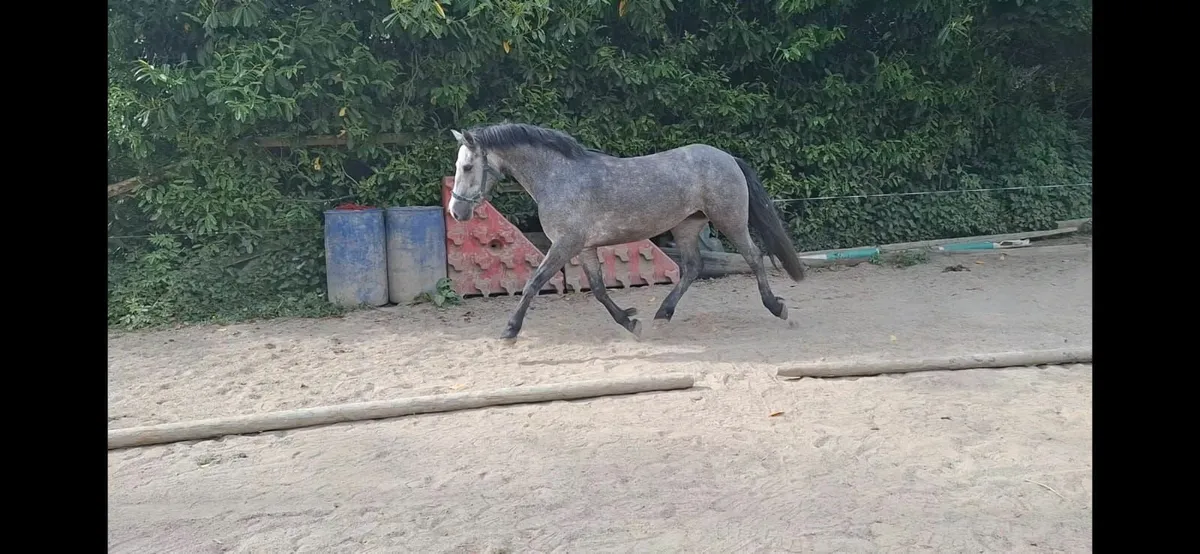 Horse - Image 3