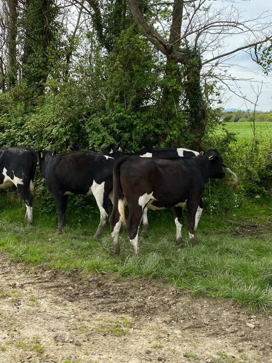 Maiden heifers - Image 1
