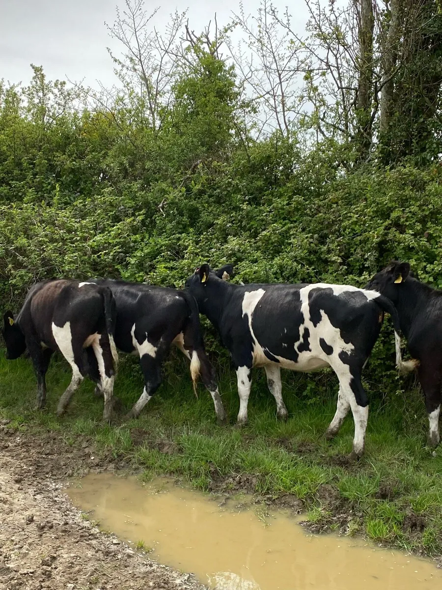 Maiden heifers - Image 2