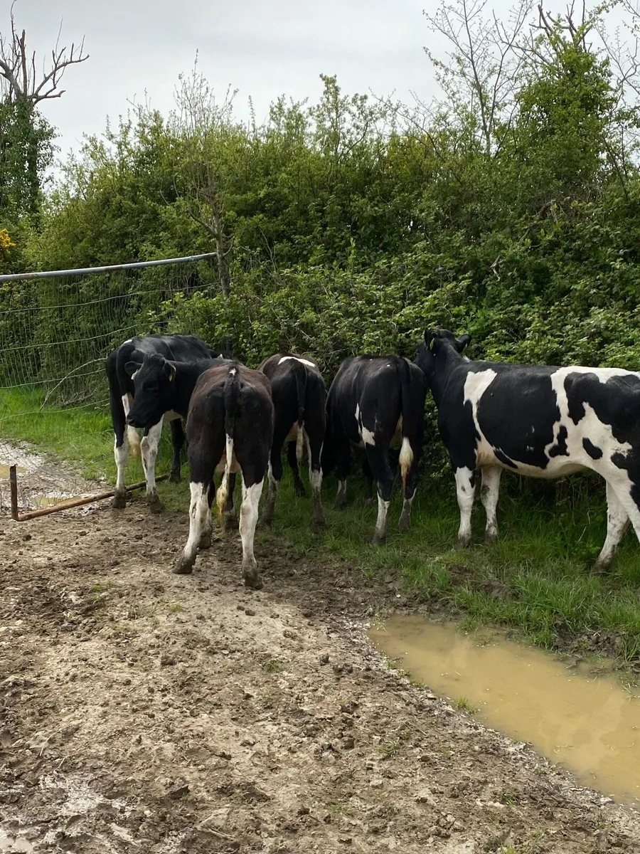 Maiden heifers - Image 3