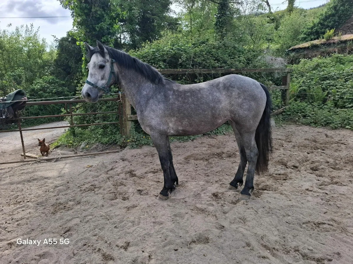 Horse - Image 4