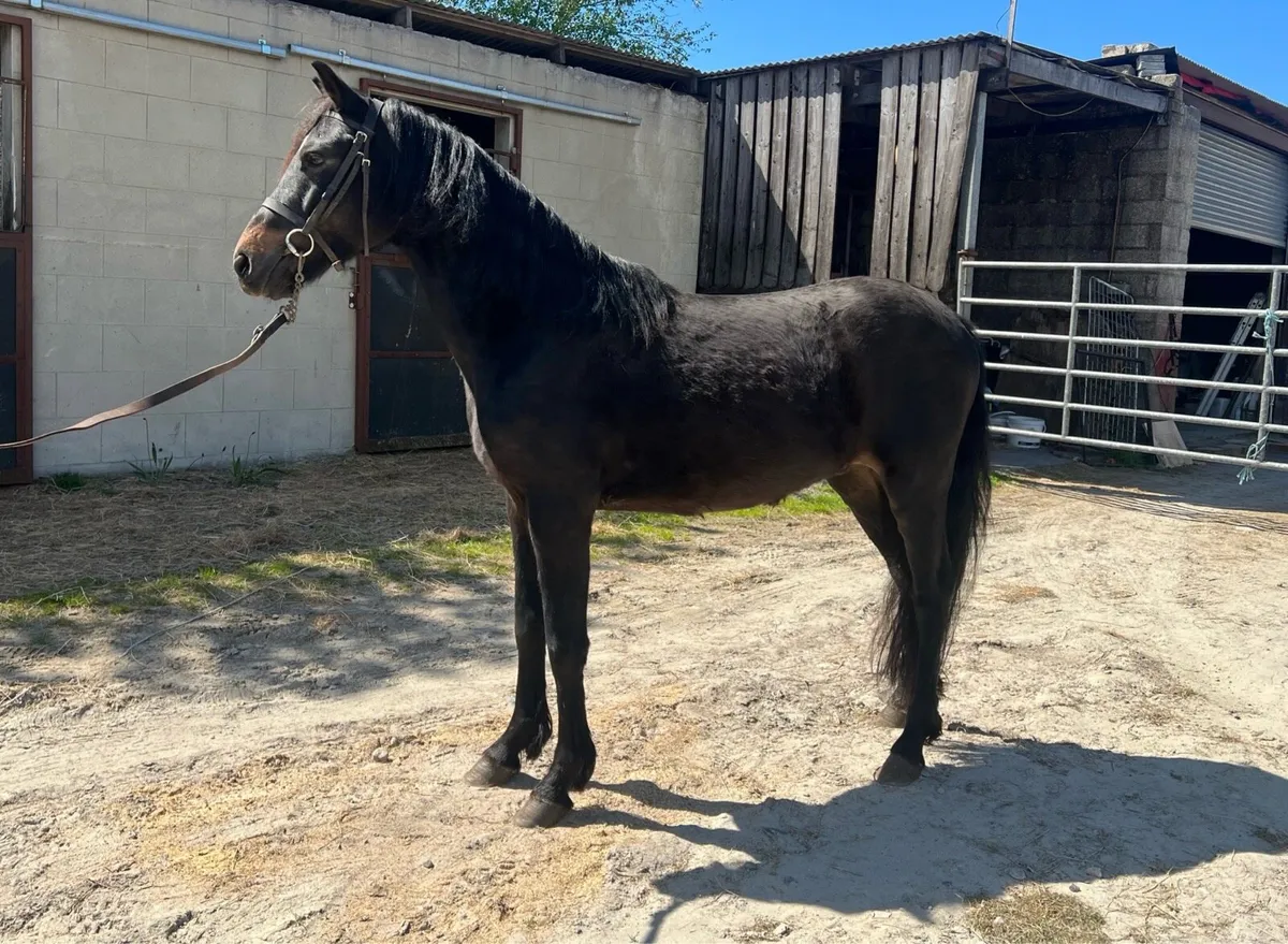 138cm 5 Year Old Gelding - Image 1