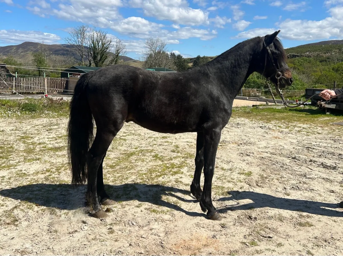 138cm 5 Year Old Gelding - Image 2