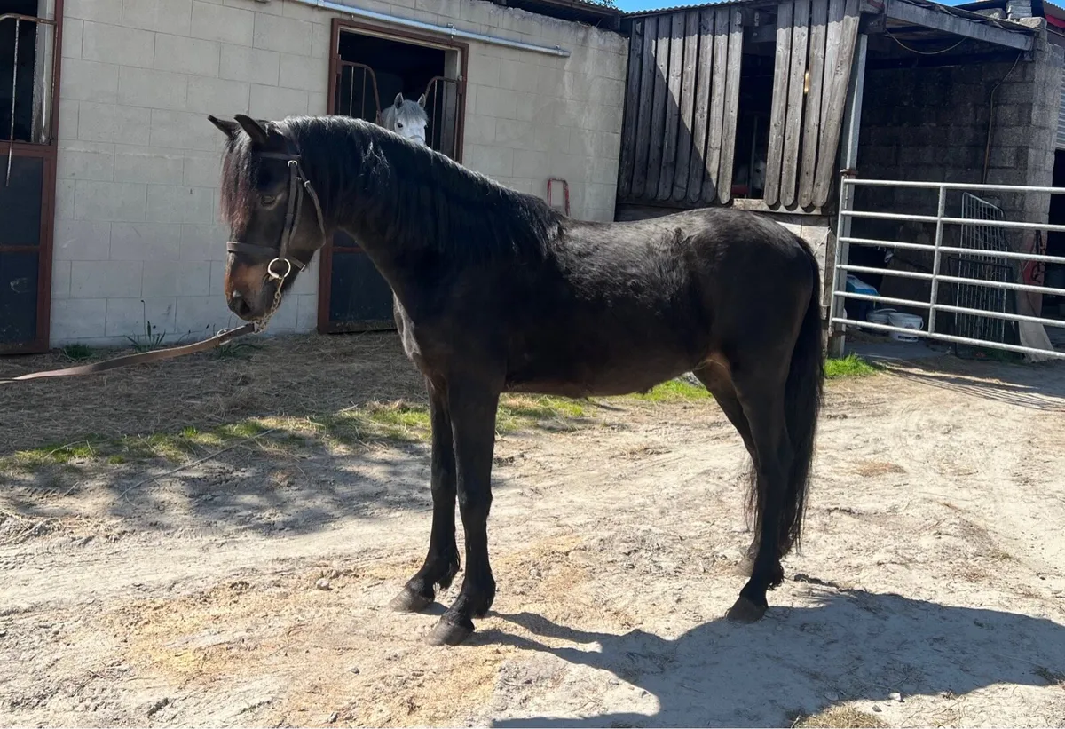 138cm 5 Year Old Gelding - Image 3